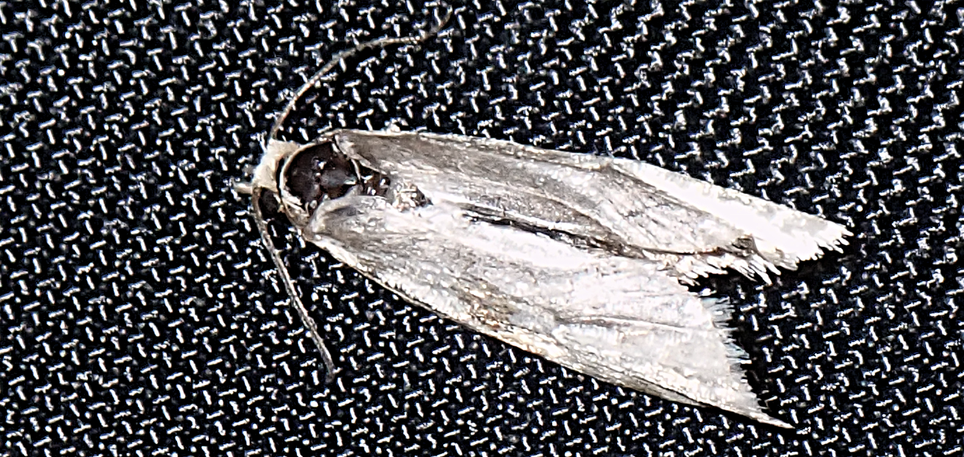 Vandmøl (Acentria ephemerella)