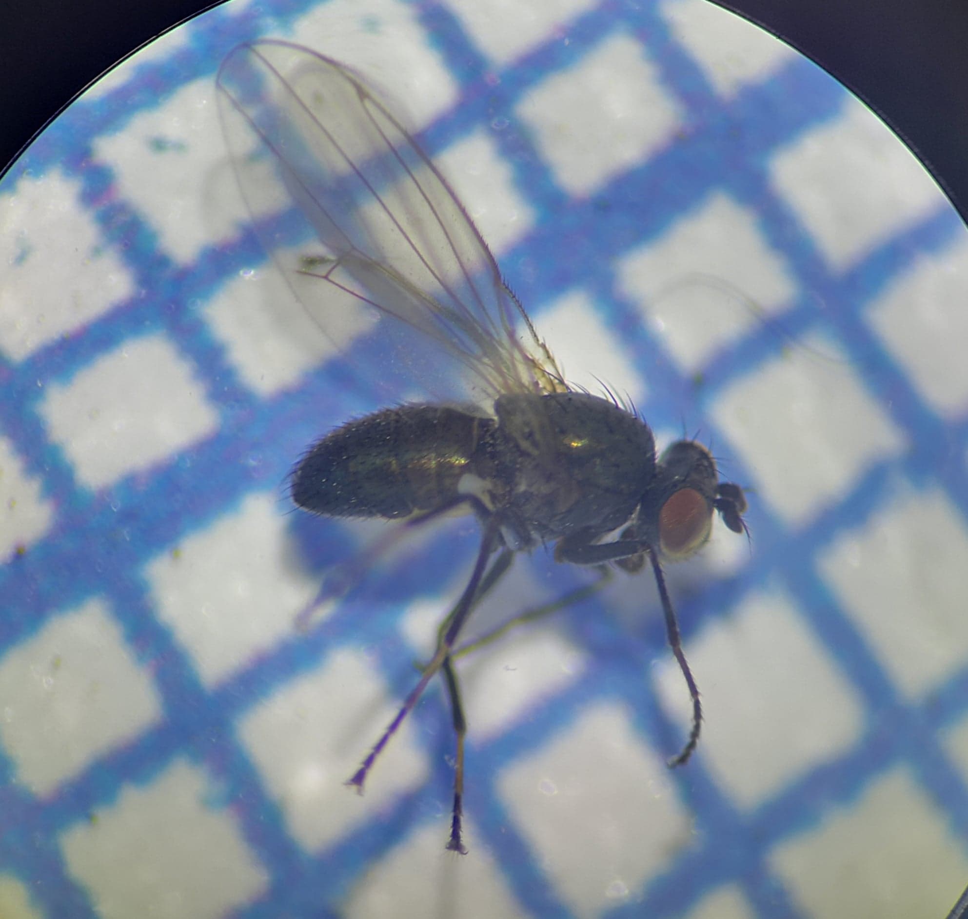 Hydrellia sp. (Hydrellia sp.)