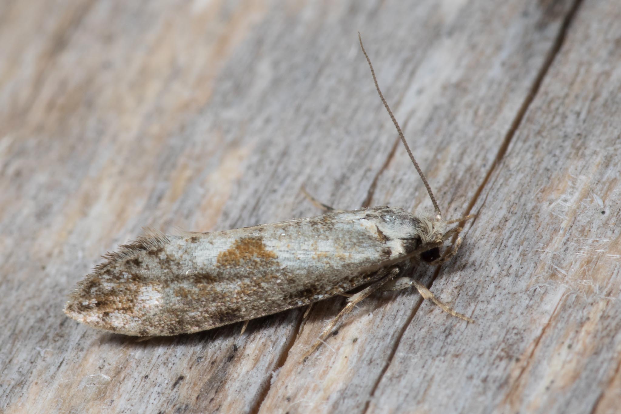 Barksvampemøl (Nemaxera betulinella)
