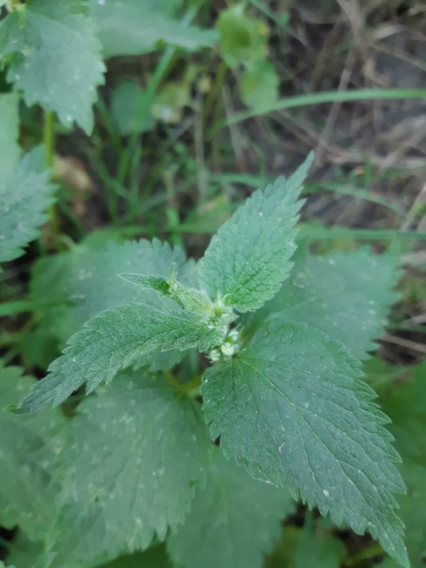 Macrolabis lamii (Macrolabis lamii)