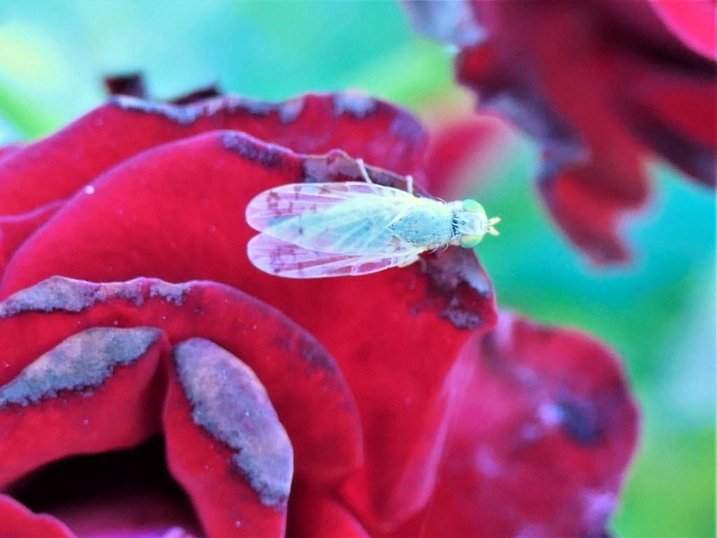 Small Golden Fly - Trypeta flaveola 