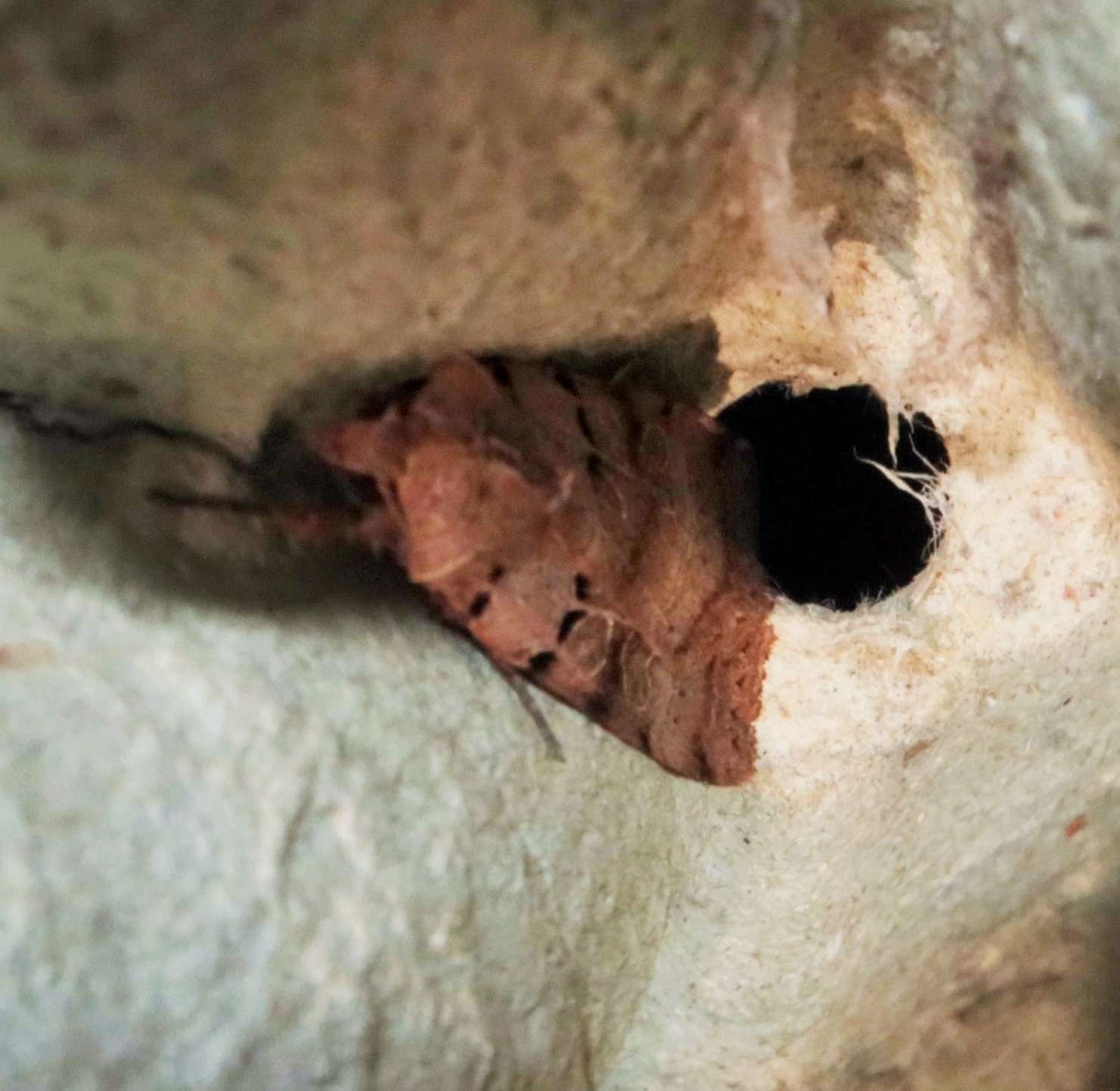 Skarptegnet Ugle (Eugnorisma depuncta)