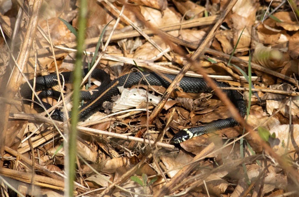 Snog (Natrix natrix)
