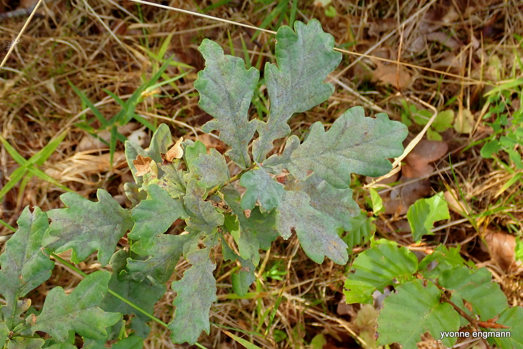 Ege-Meldug (Erysiphe alphitoides)