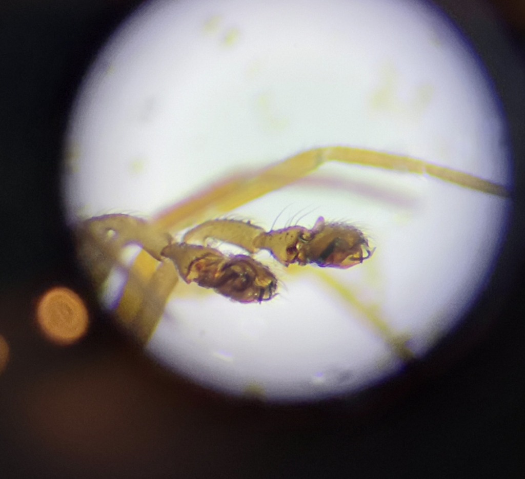 Tiso vagans (Tiso vagans)