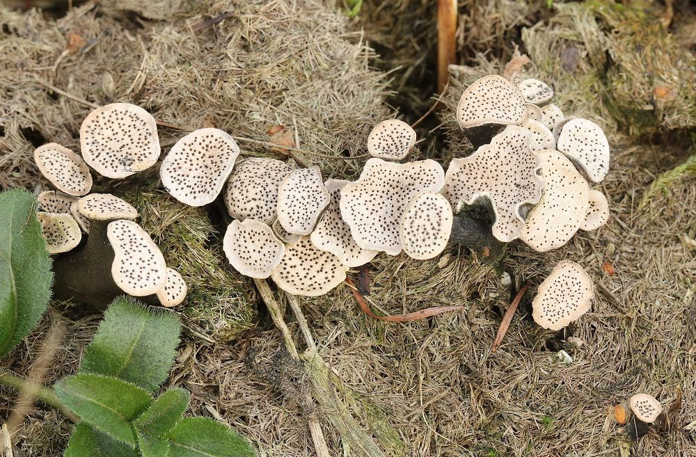 Stor Priksvamp (Poronia punctata)