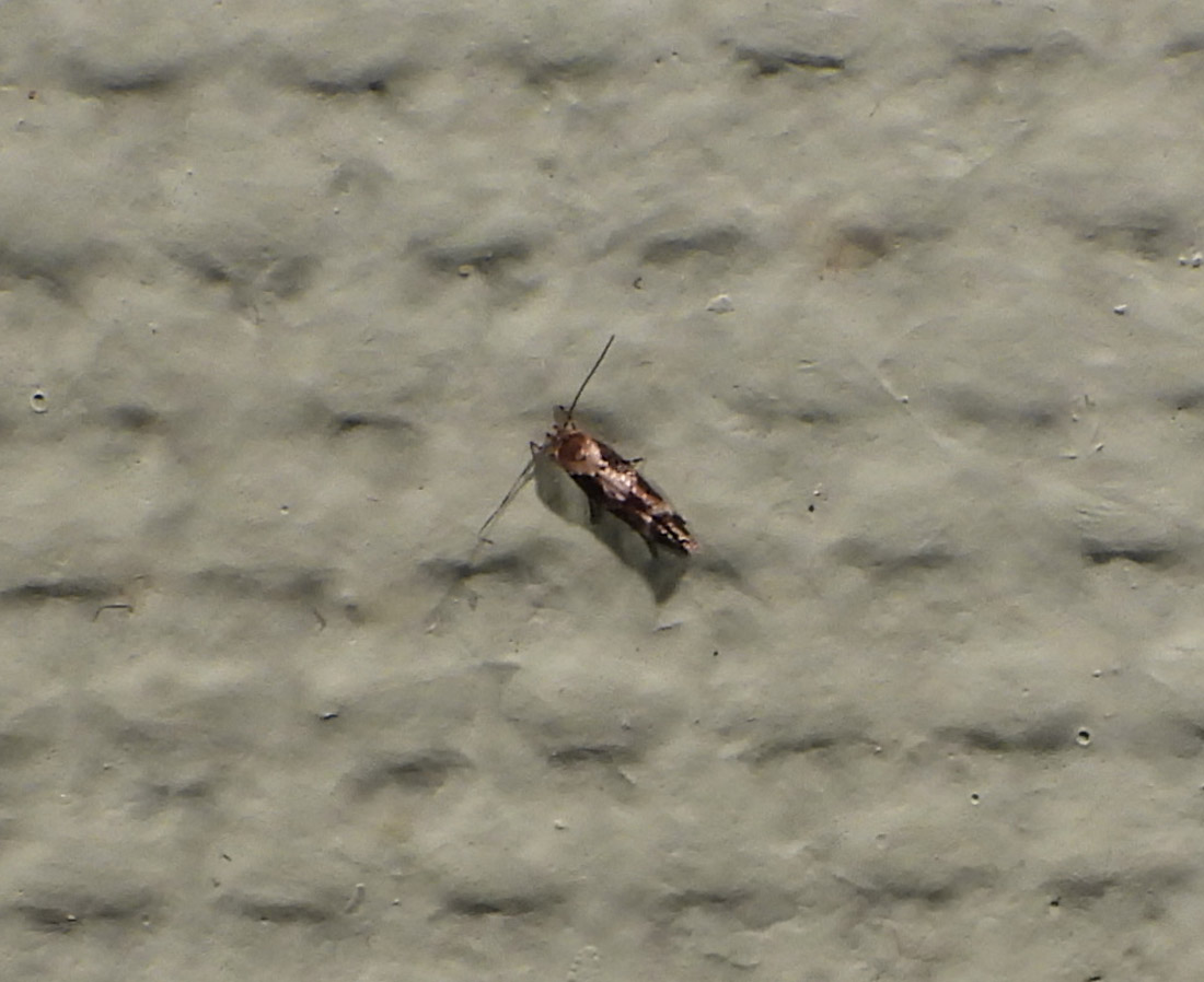 Dueurtmøl sp. (Mompha sp.)