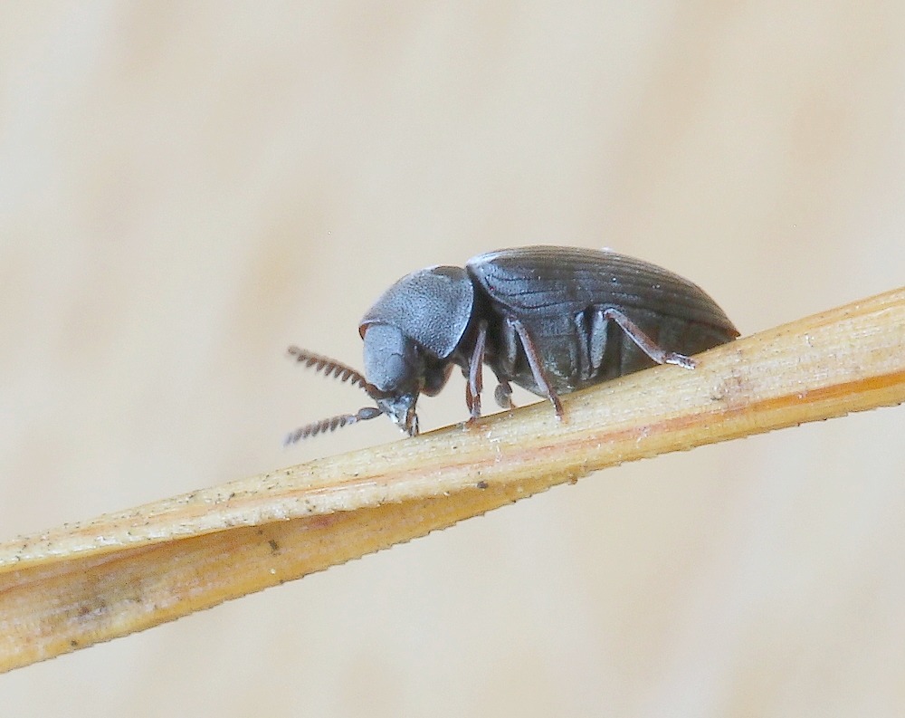 Xyletinus hanseni (Xyletinus hanseni)