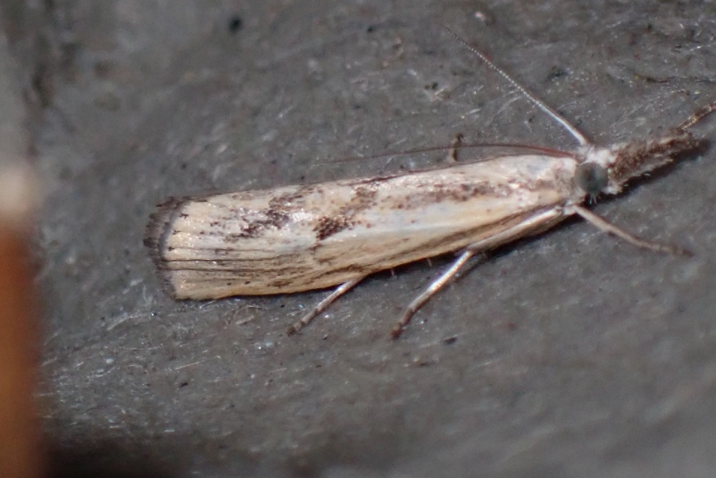 Pediasia aridella (Pediasia aridella)