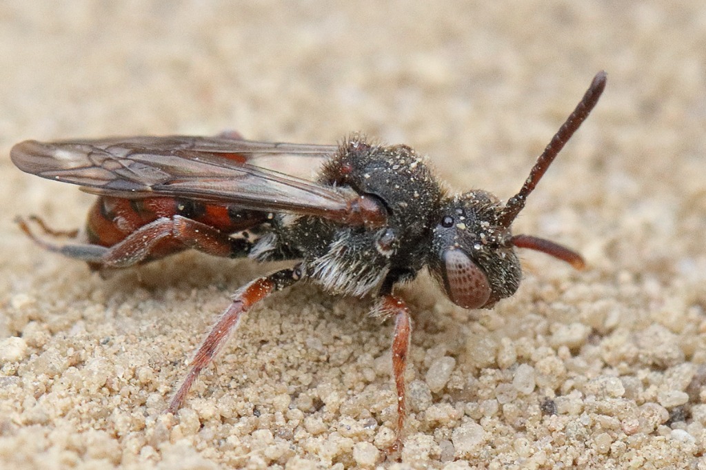 Rød Hvepsebi (Nomada integra)
