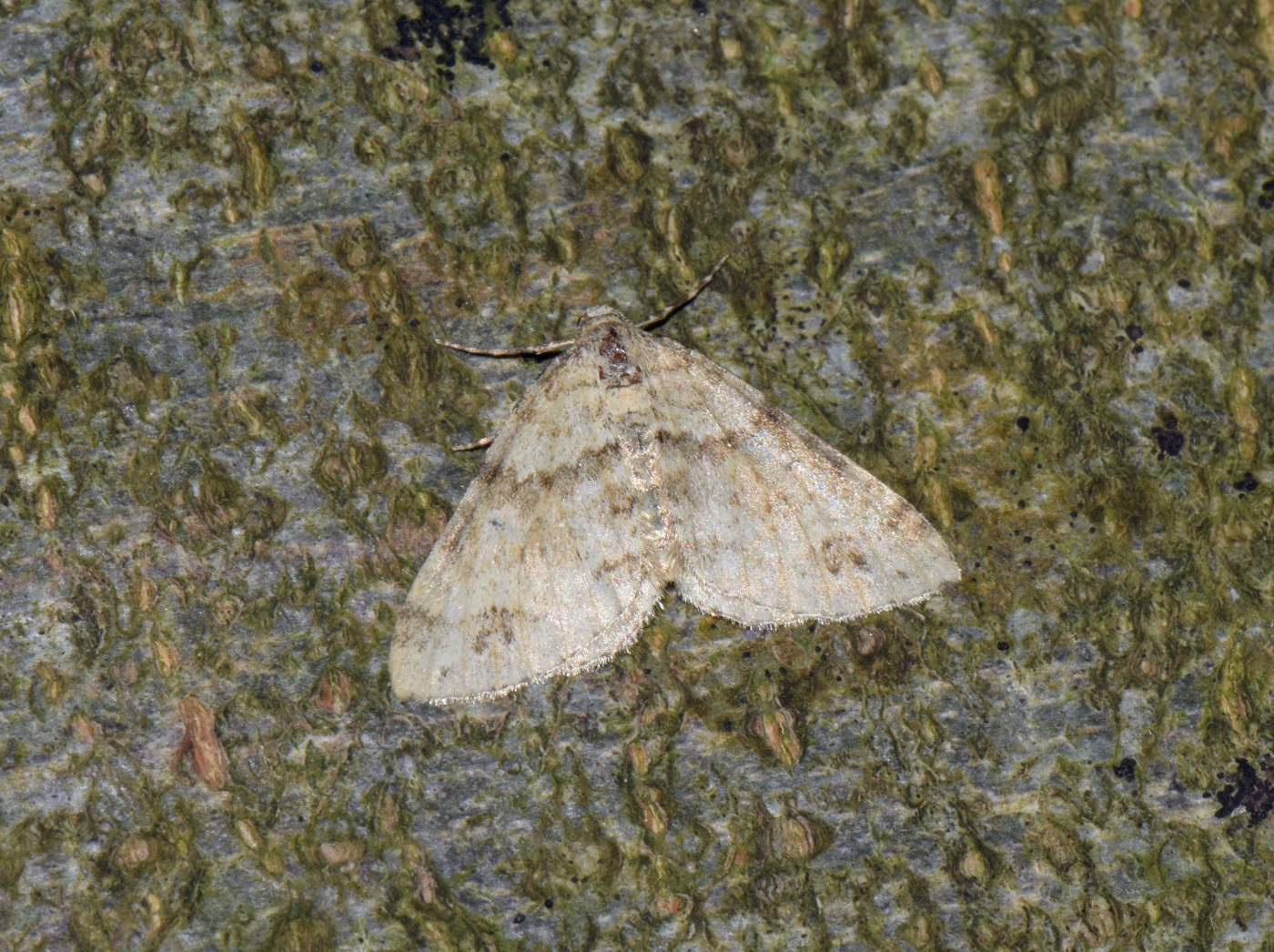 Tveplettet Bladmåler (Mesotype didymata)