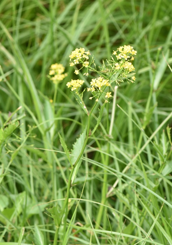 Hybrid-Guldkarse (Rorippa austriaca x sylvestris)