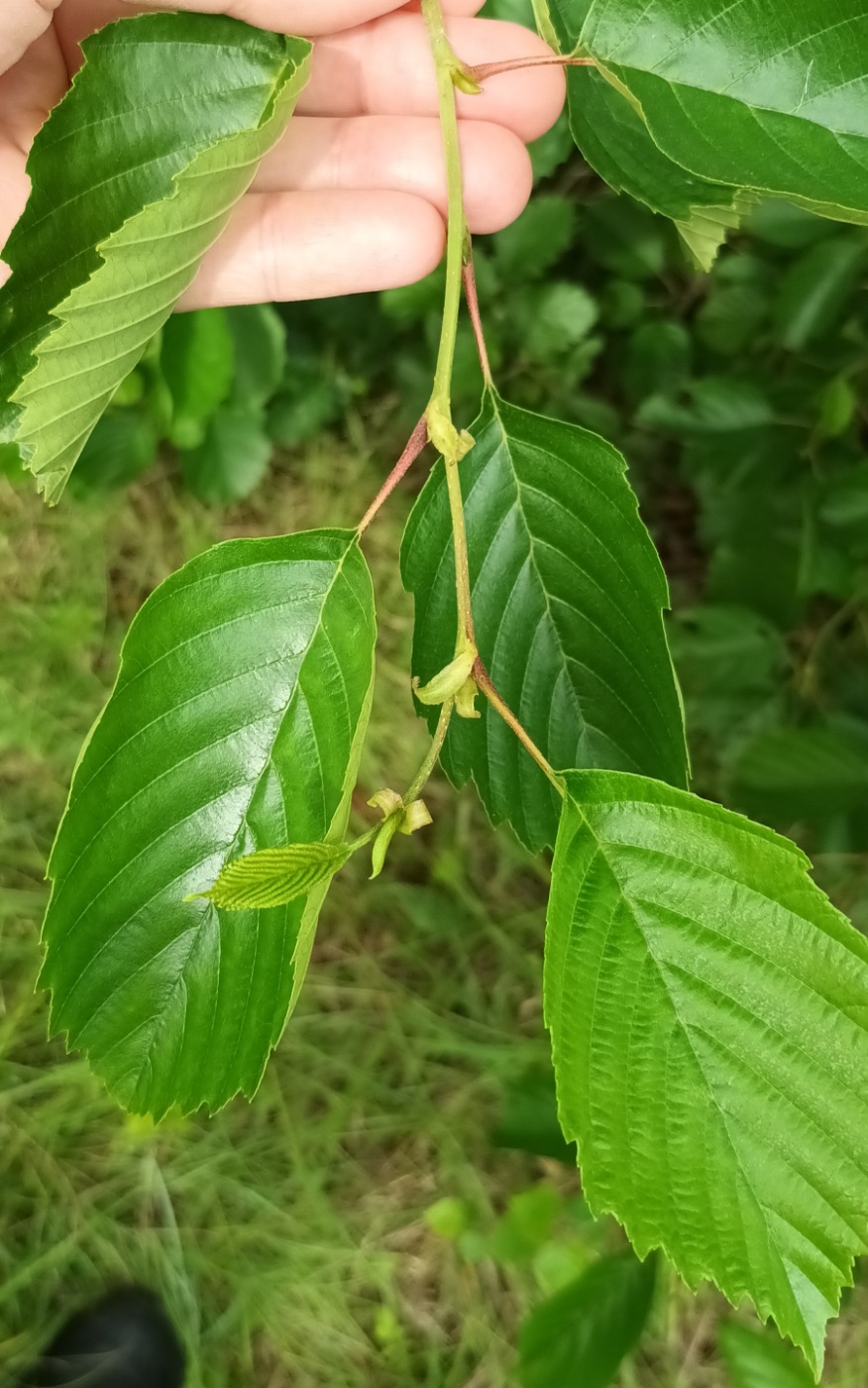Grå-El (Alnus incana)