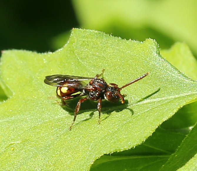 Mørk Dværghvepsebi (Nomada sheppardana)
