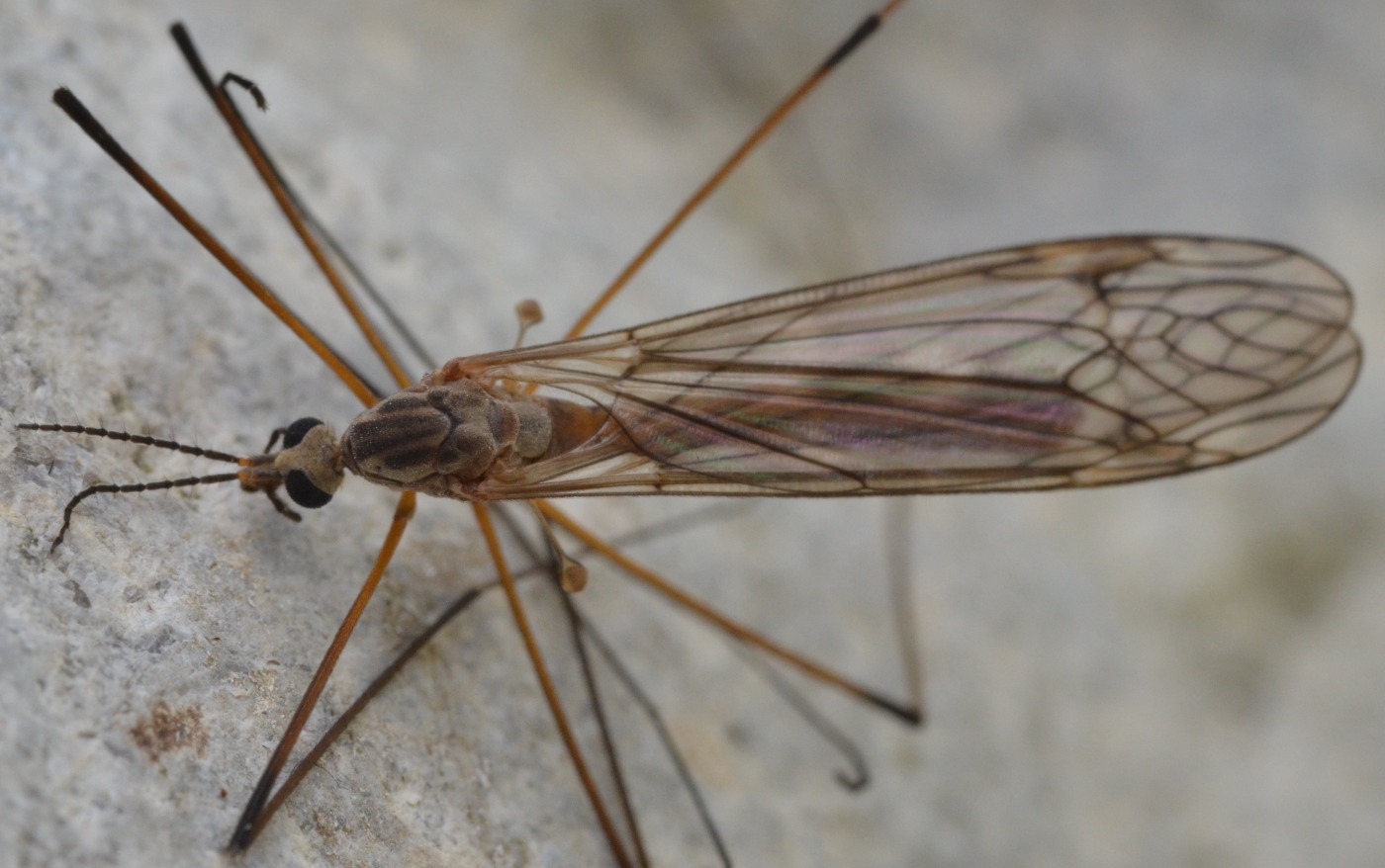 Tipula obsoleta - Observation NB-4760447 - Naturbasen