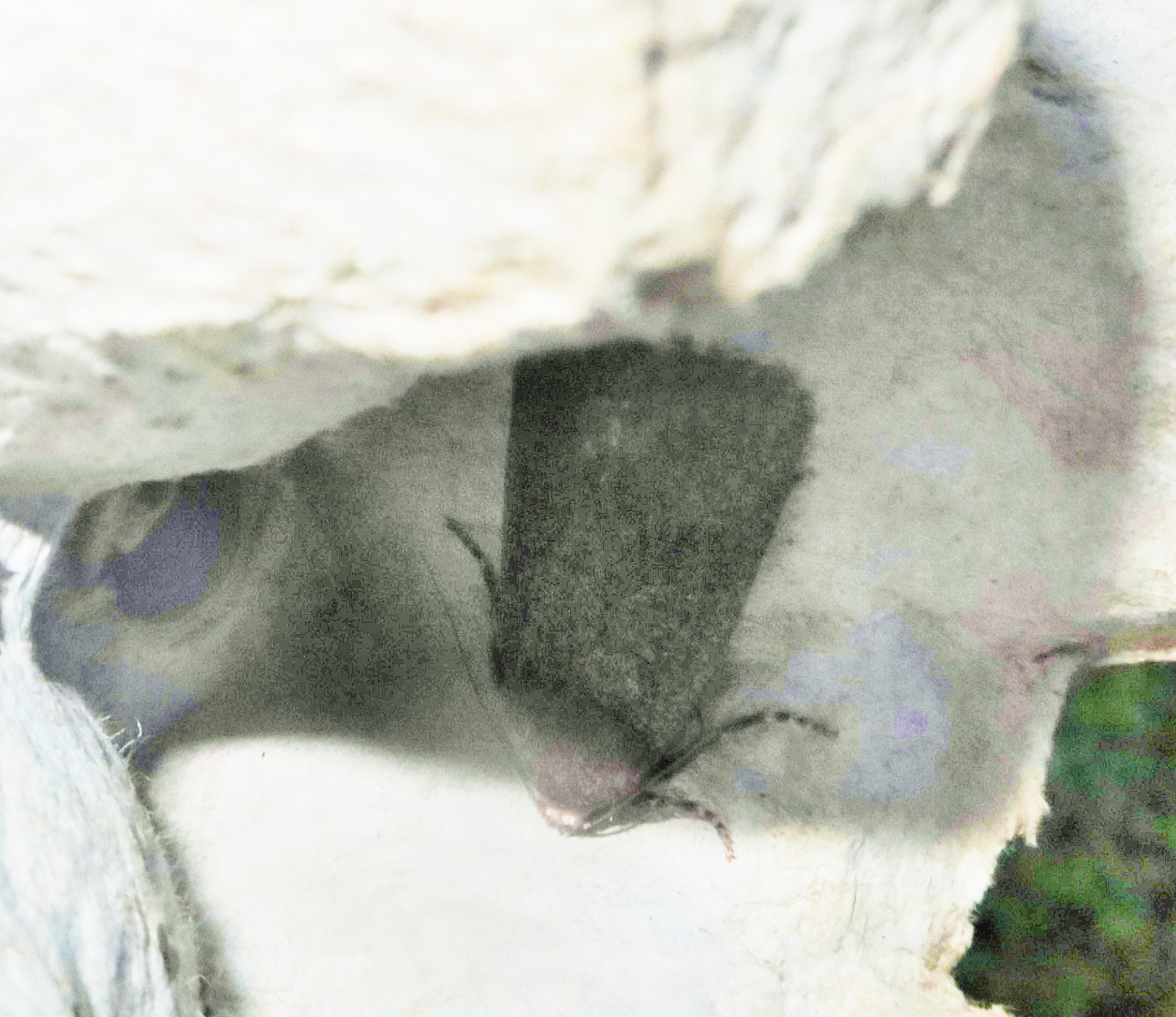 Blyantsugle (Amphipyra tragopoginis)
