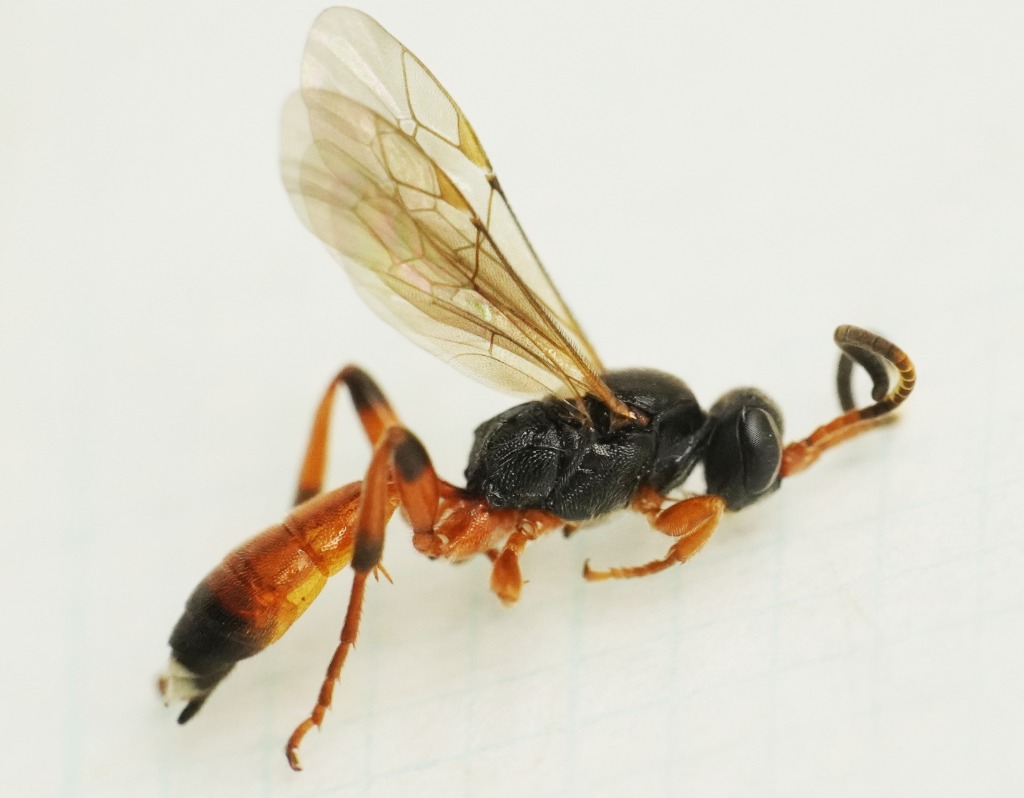 Ichneumon simulans (Ichneumon simulans)