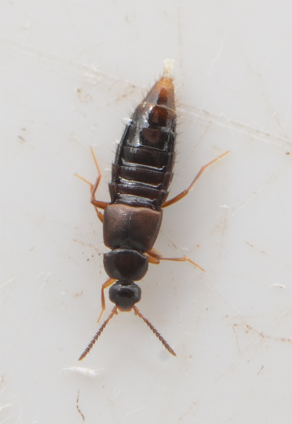 Notothecta flavipes (Notothecta flavipes)