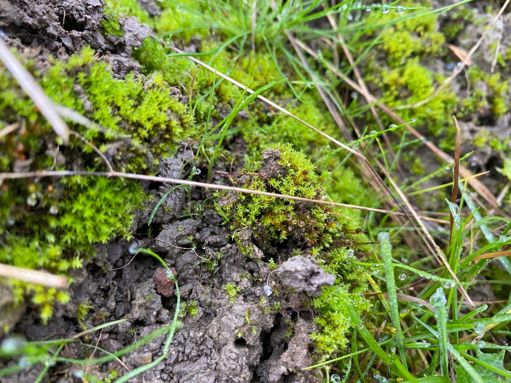 Vidmundet Bægermos (Pottia truncata)