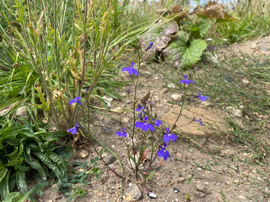 Kant-Lobelie (Lobelia erinus)