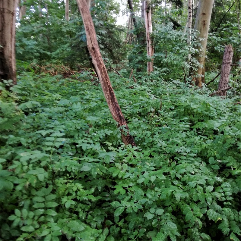 Ask (Fraxinus excelsior)