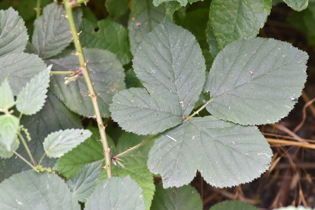 Rubus fabrimontanus (Rubus fabrimontanus)