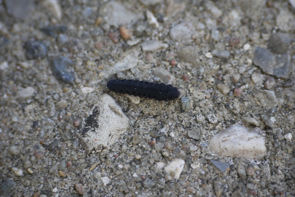 Sneorm (Cantharis sp. (larvae))