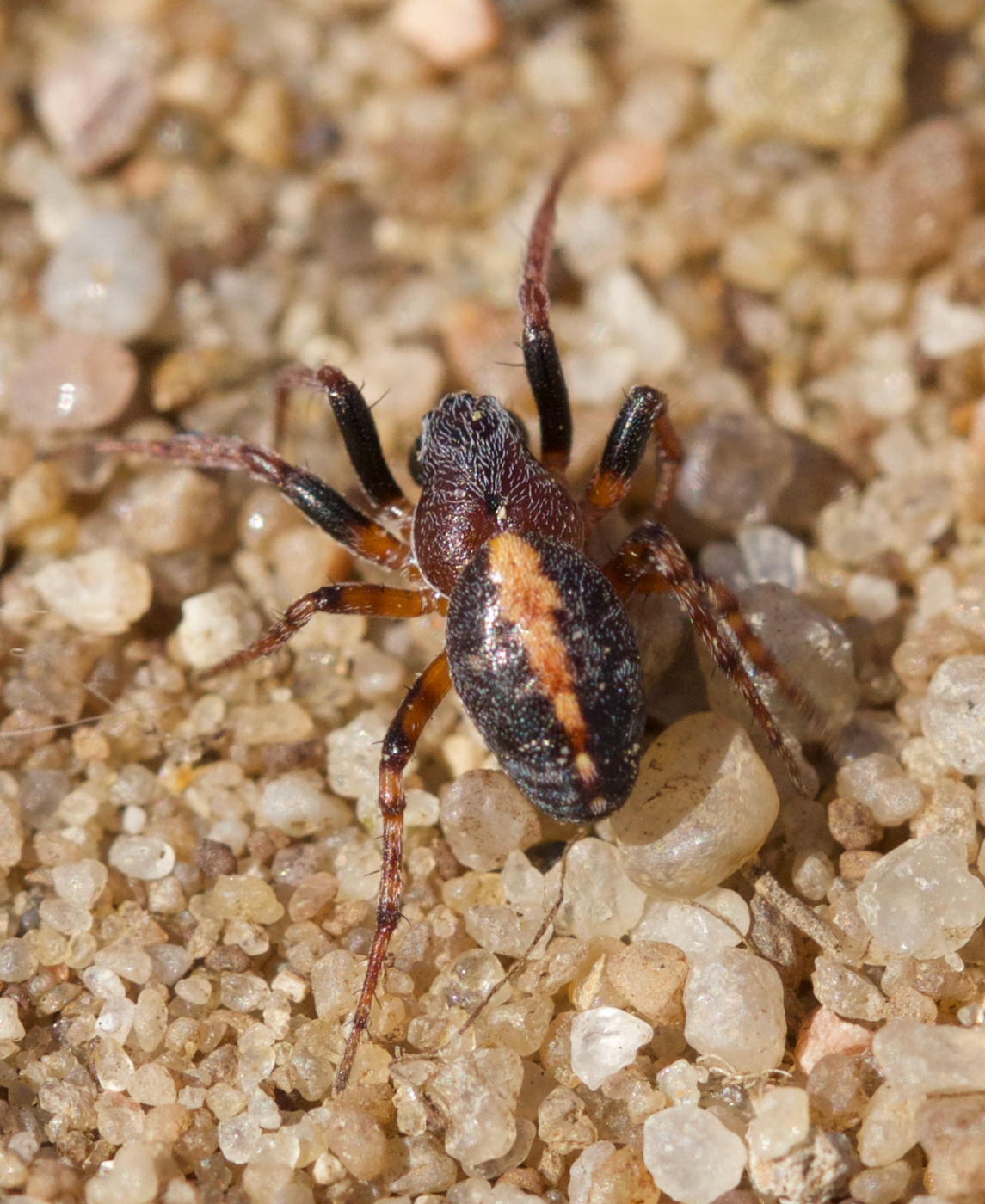 Cercidia prominens (Cercidia prominens)