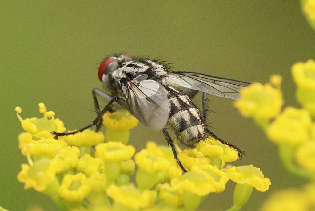 Macronychia sp. (Macronychia sp.)