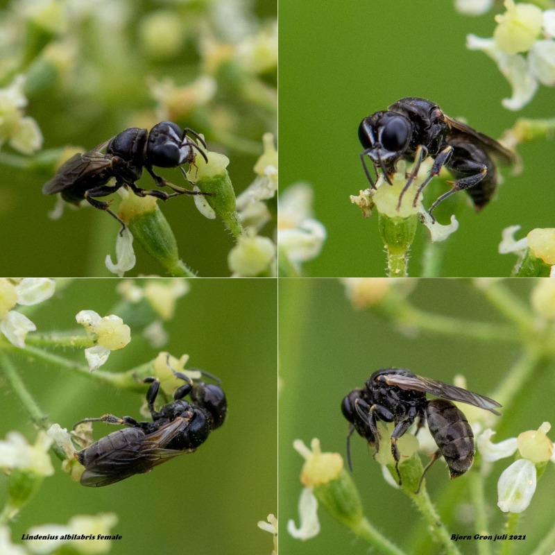 Lindenius albilabris - Observation NB-4679538 - Naturbasen