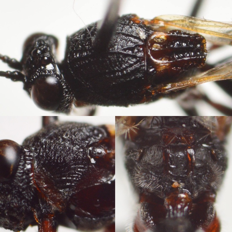 Callaspidia defonscolombei (Callaspidia defonscolombei)