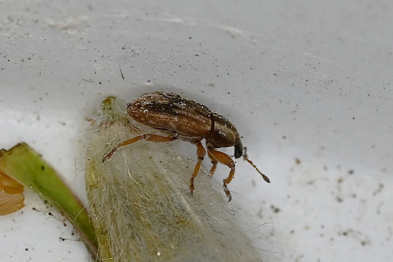 Hypera venusta (Hypera venusta)