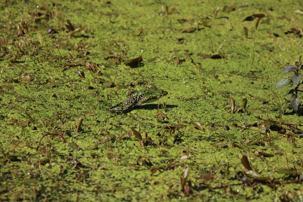 Grøn Frø/Latterfrø ubest. (Pelophylax esculentus/Pelophylax ridibundus indet.)