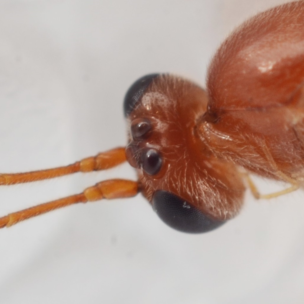 Mesochorus lapponicus (Mesochorus lapponicus)