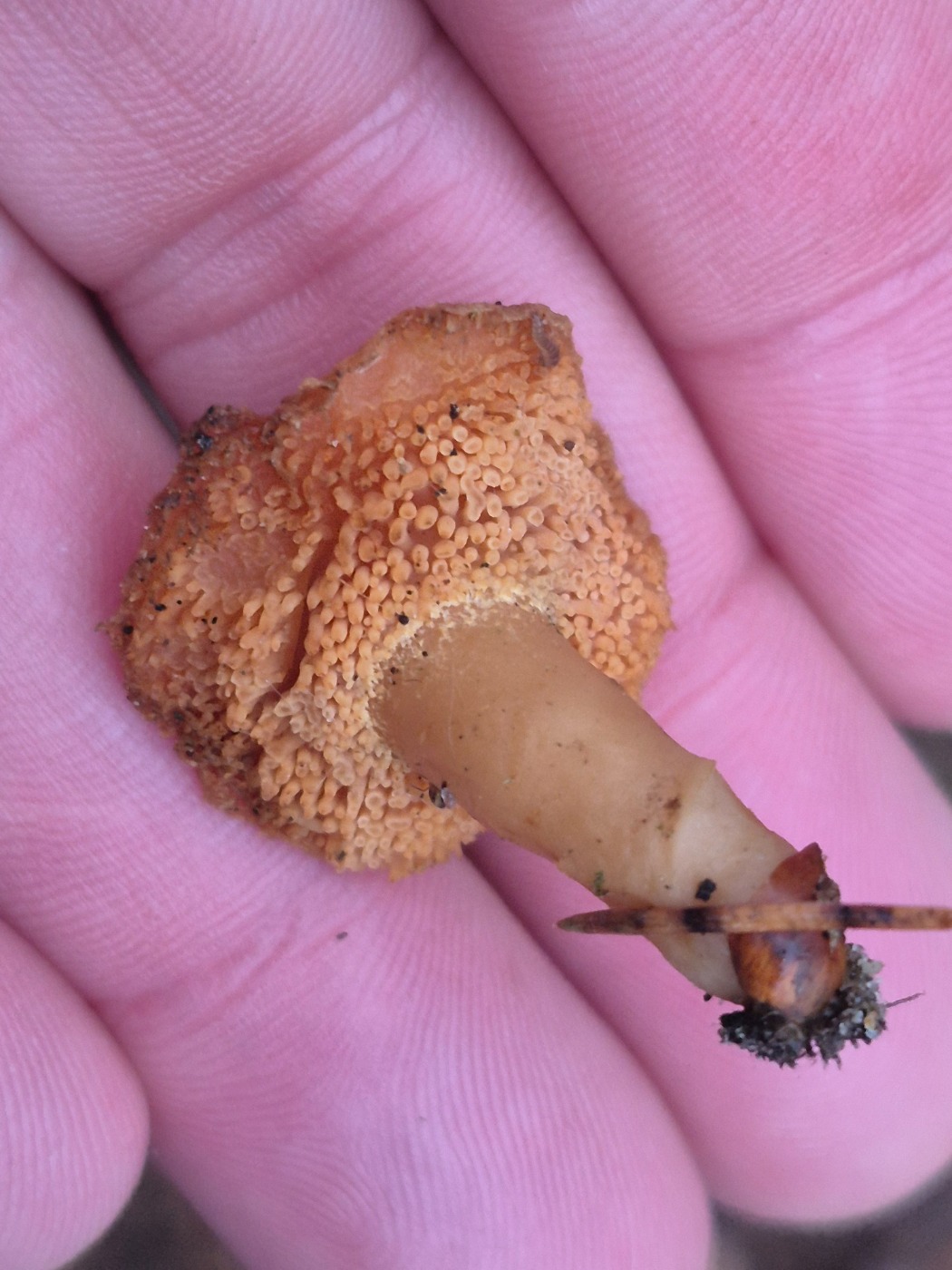 Navle-Pigsvamp (Hydnum umbilicatum)