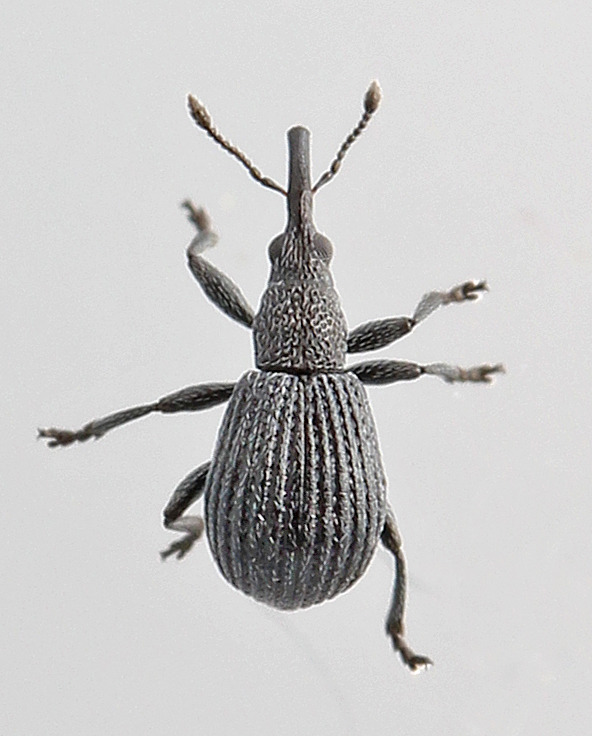 Apion immune (Apion immune)