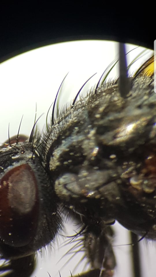 Phaonia incana (Phaonia incana)