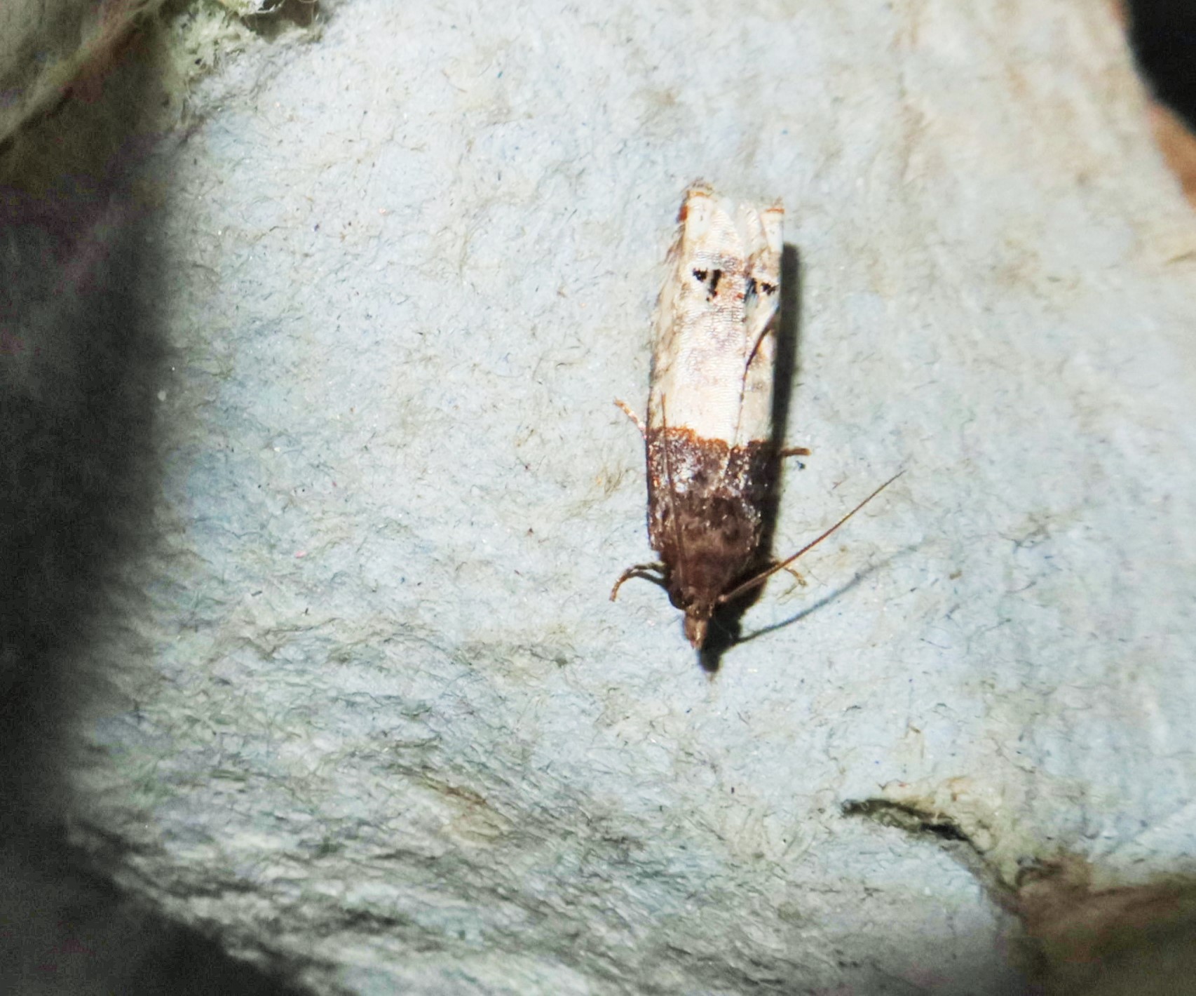Grå Rosenvikler (Notocelia roborana)