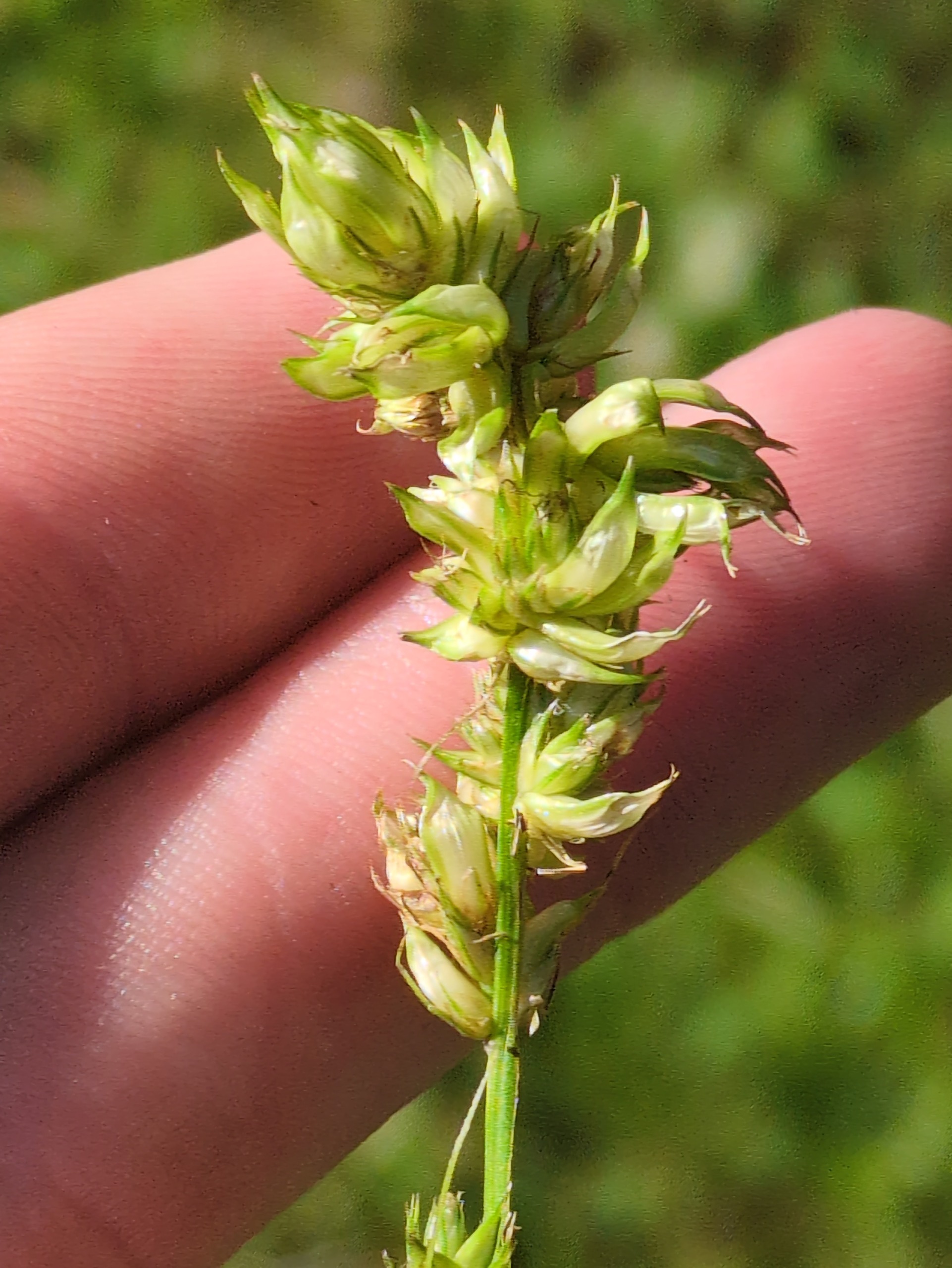 Dasineura inflata (Dasineura inflata)