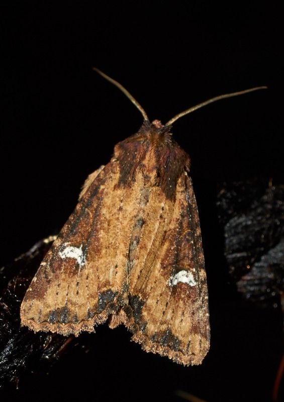 Mindre Kornugle (Mesapamea didyma)