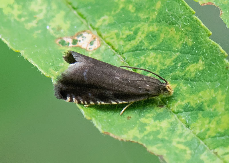 Pammene germmana (Pammene germmana)
