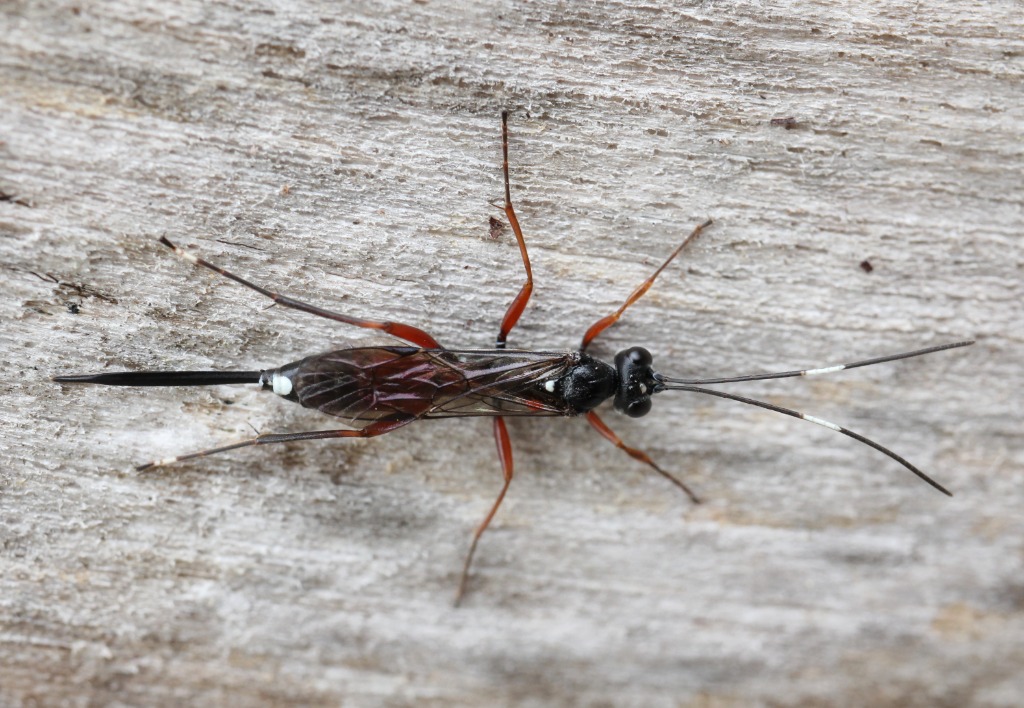 Hoplocryptus confector (Hoplocryptus confector)