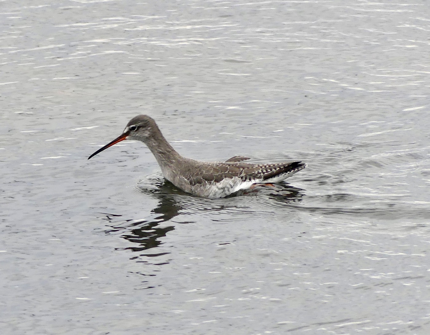 Sortklire (Tringa erythropus)