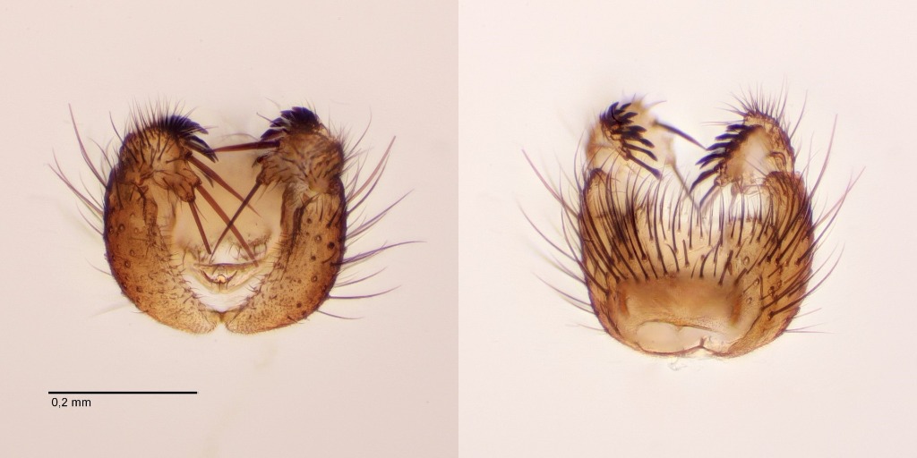 Sciophila interrupta (Sciophila interrupta)