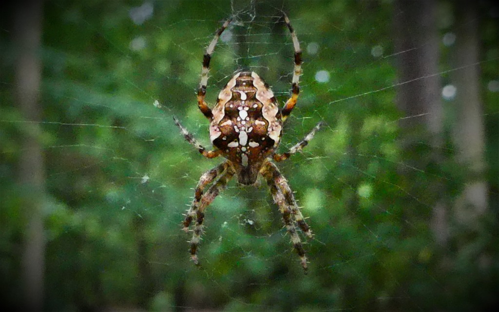 Korsedderkop (Araneus diadematus)