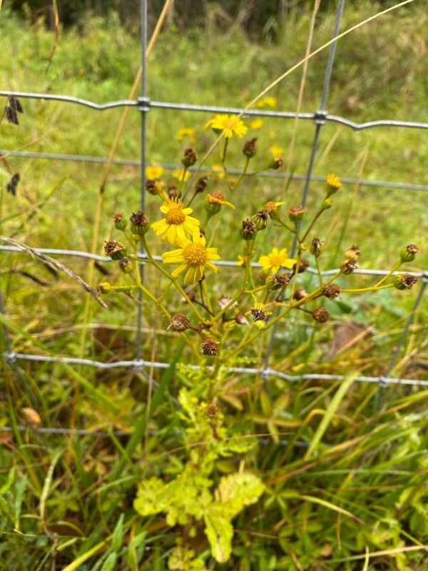 Småblomstret Brandbæger (Senecio aquaticus ssp. erraticus)