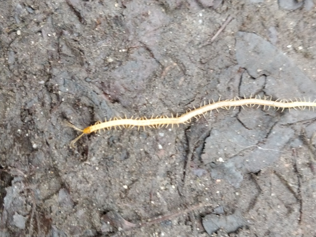 Geophilus proximus (Geophilus proximus)