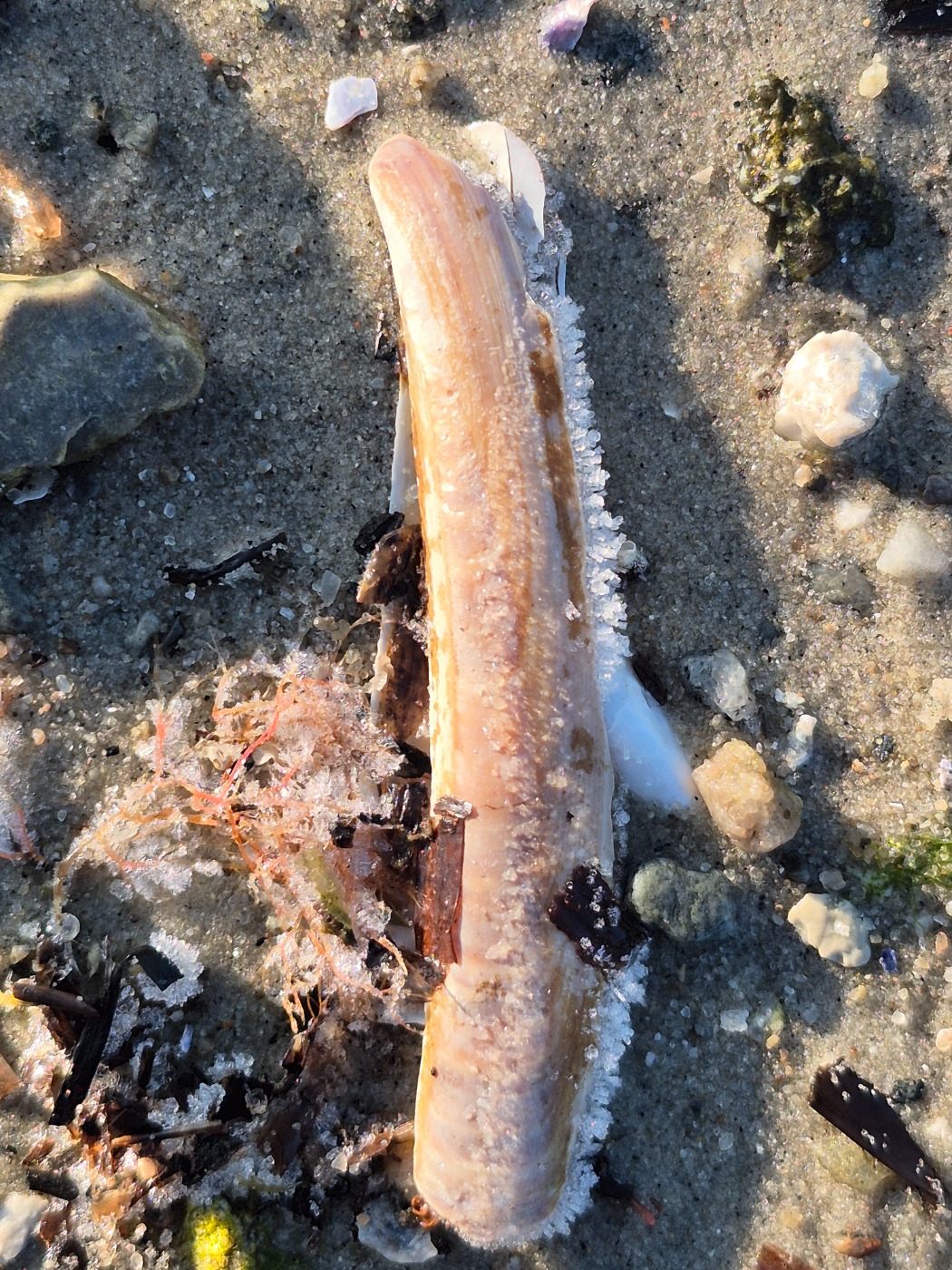 Amerikansk Knivmusling (Ensis leei)