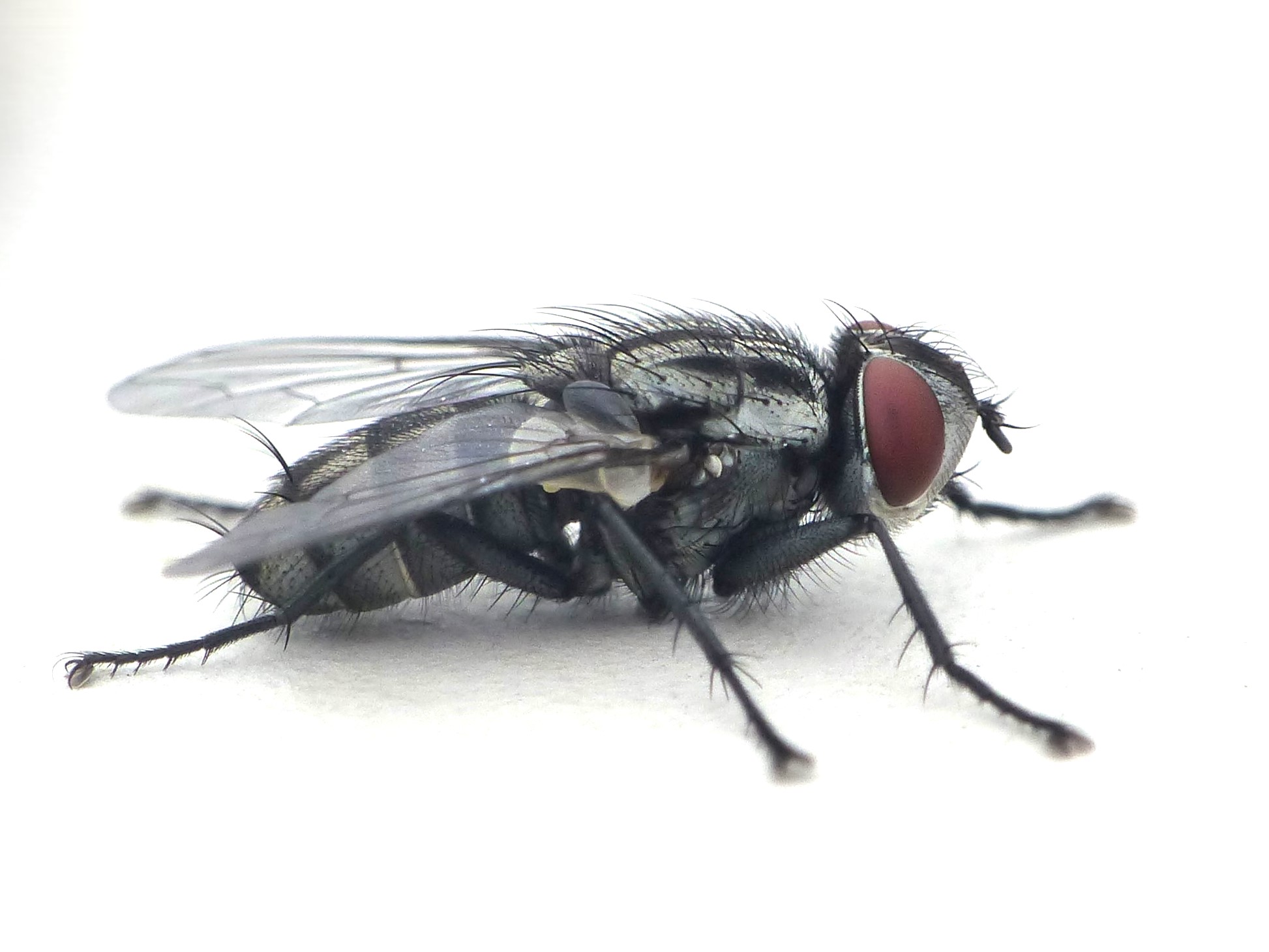 Macronychia polyodon (Macronychia polyodon)