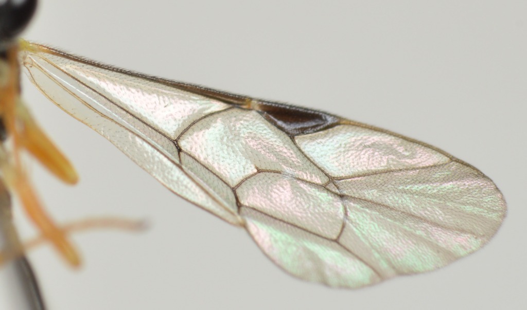 Polyblastus wahlbergi (Polyblastus wahlbergi)